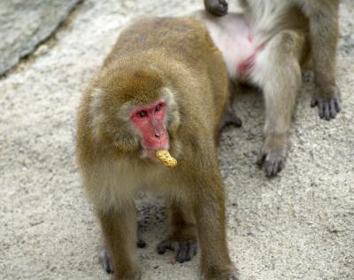 Japanese Macaque, peanut in mouth