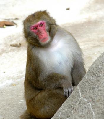 Japanese Macaque, getting a better look