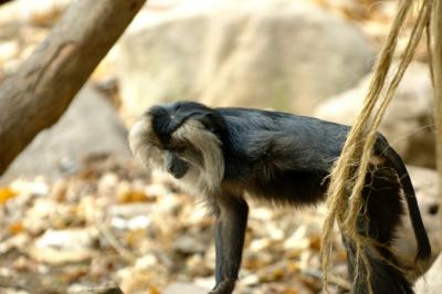 Lion-tailed Macaque, looking down