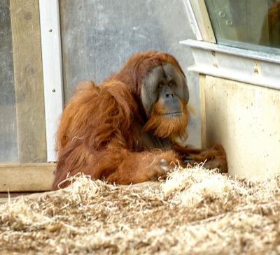 Orangutan