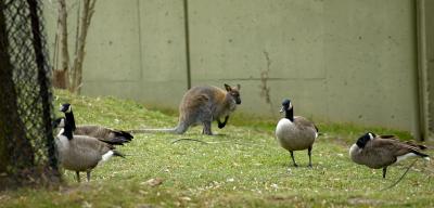 Bennett's Wallaby with Canada Geese