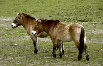 Przewalskis Horses