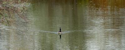 Goose, V