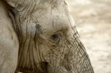 African Elephant, up close and personal