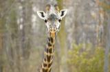 Masai Giraffe up close