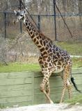 Masai Giraffe running