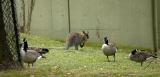 Bennetts Wallaby with Canada Geese