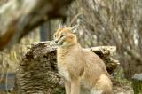 Caracal Lynx