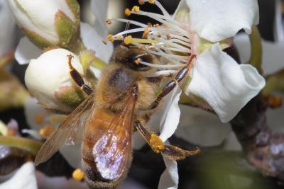 Honeybee on Plum Blossom