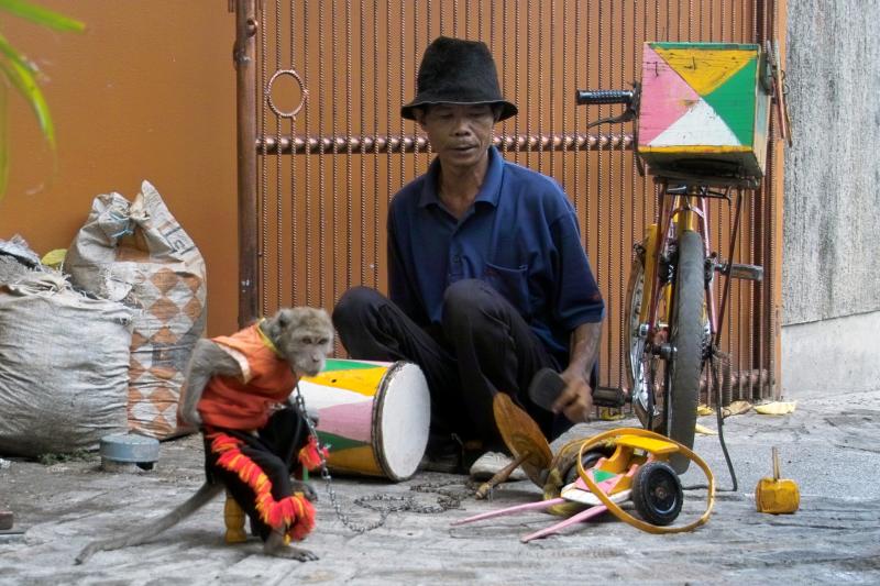 Performing Street Monkey-Jakarta