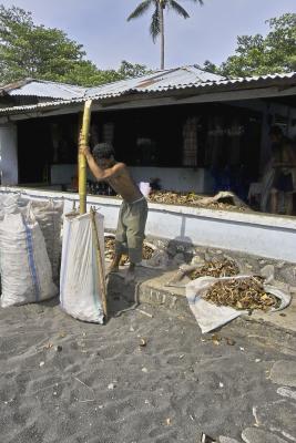 Batu Putih Village - North Sulawesi - Copra