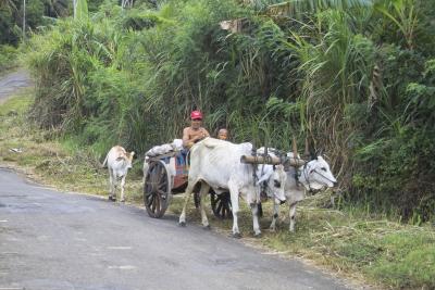 North Sulawesi - Along the Road