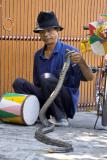 Performing Monkey & Snake in Jakarta-3