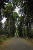 Bogor Botanical Gardens