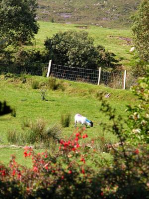 Grazing - Ring of Kerry  (Co. Kerry)