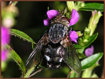 Tachinid Fly