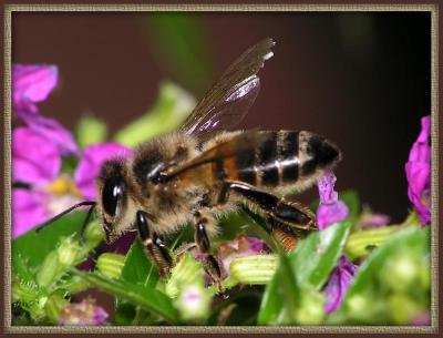 Honey Bee-917