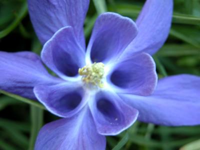 u33/picsels/medium/36245384.columbine.jpg