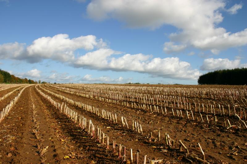 Cornfield