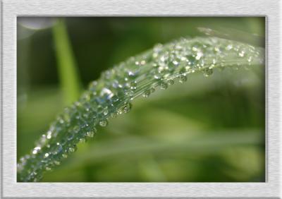 macro