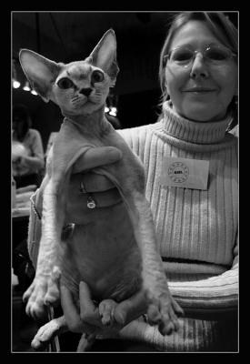 u33/pingupingu/medium/36045319.expofeline0002nb2cad.jpg