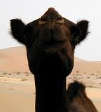Camel - dromedary actually.