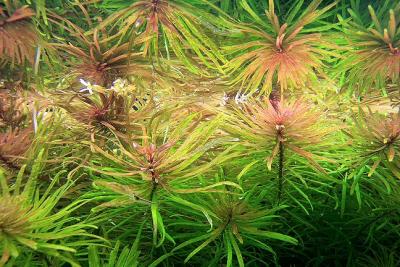 40th day - Ludwigia inclinata var. verticilata (Cuba)