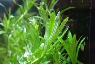 u33/plantella/medium/21618041.JBL220907.jpg
