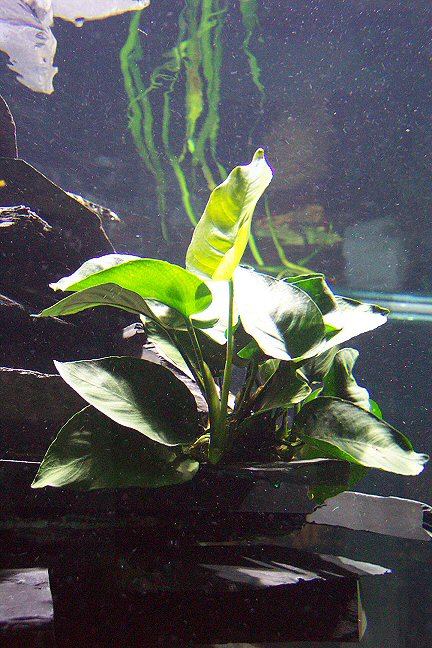 7th day - Anubias barteri var. caladiifolia1705