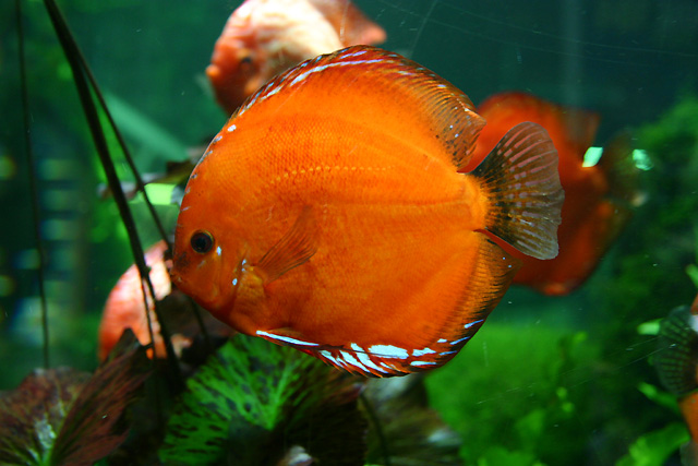 10th month after set up with new fish inside since 2 days