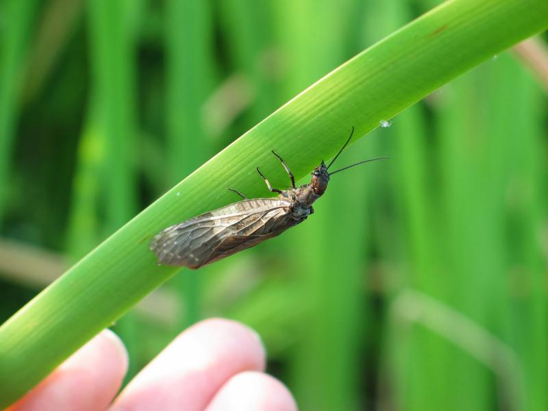 Dark Fishfly