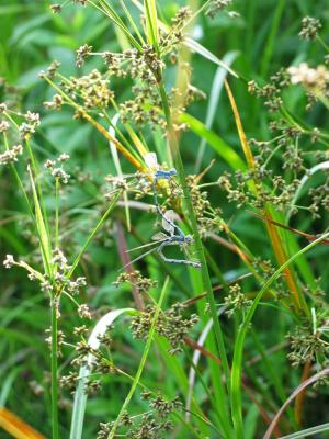 Mating Spreadwings