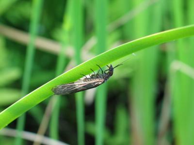 Dark Fishfly