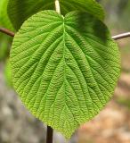 Viburnum Leaf