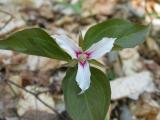 Painted Trillium