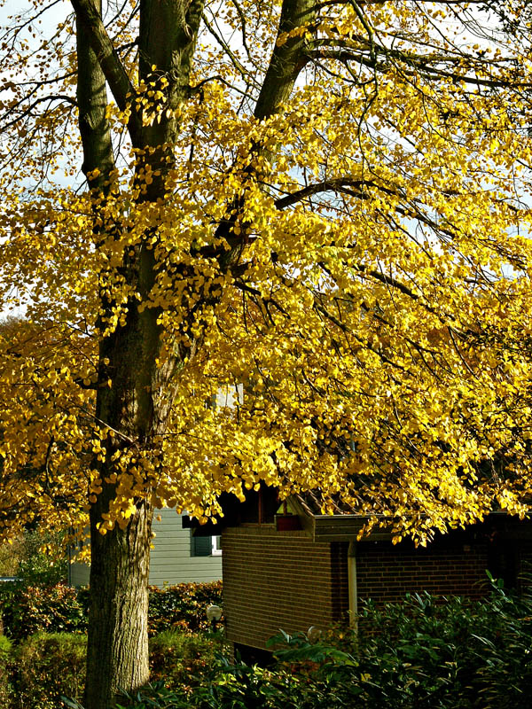 Fall 2004-4