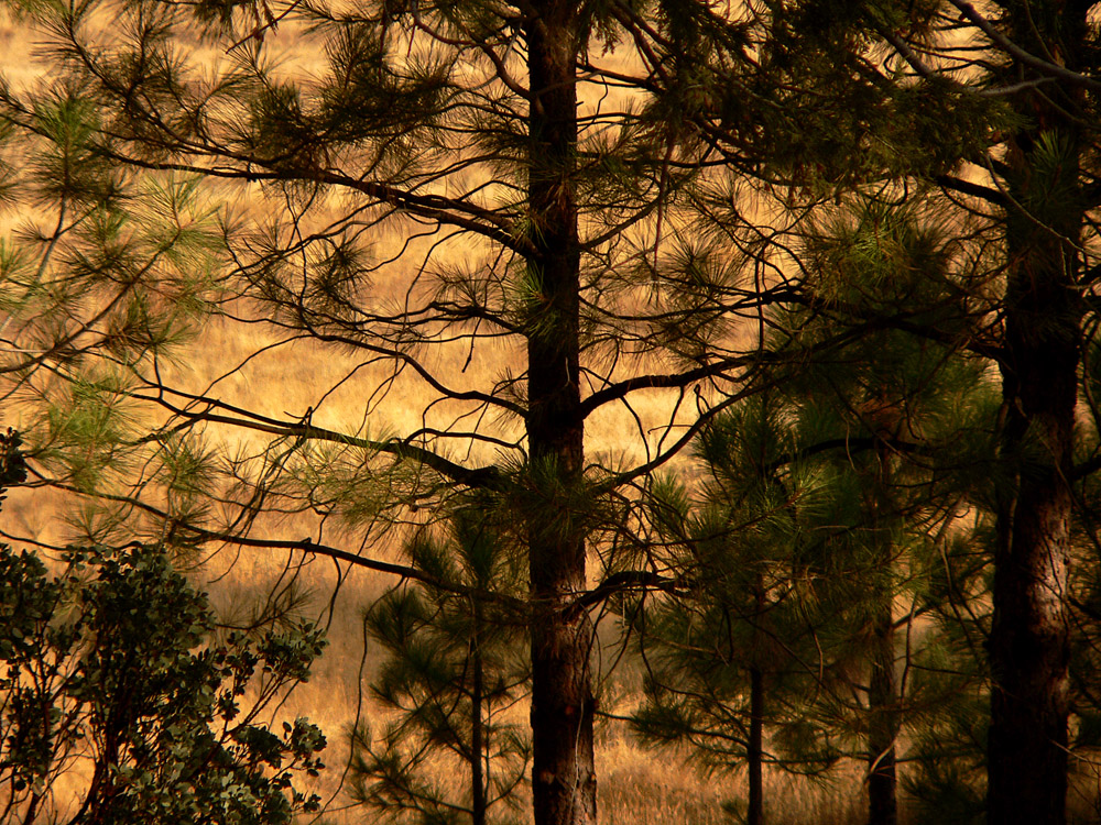 Morning Pines, Yosemite National Park, California, 2004