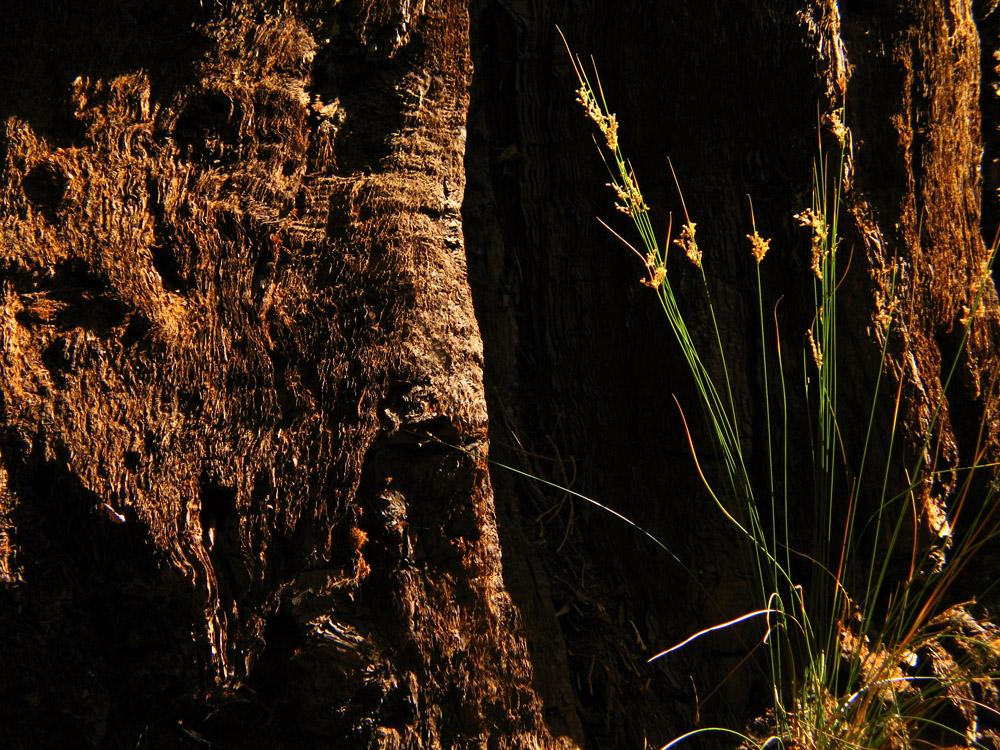 Large and Small of It, Mariposa Grove, Yosemite National Park, California, 2004