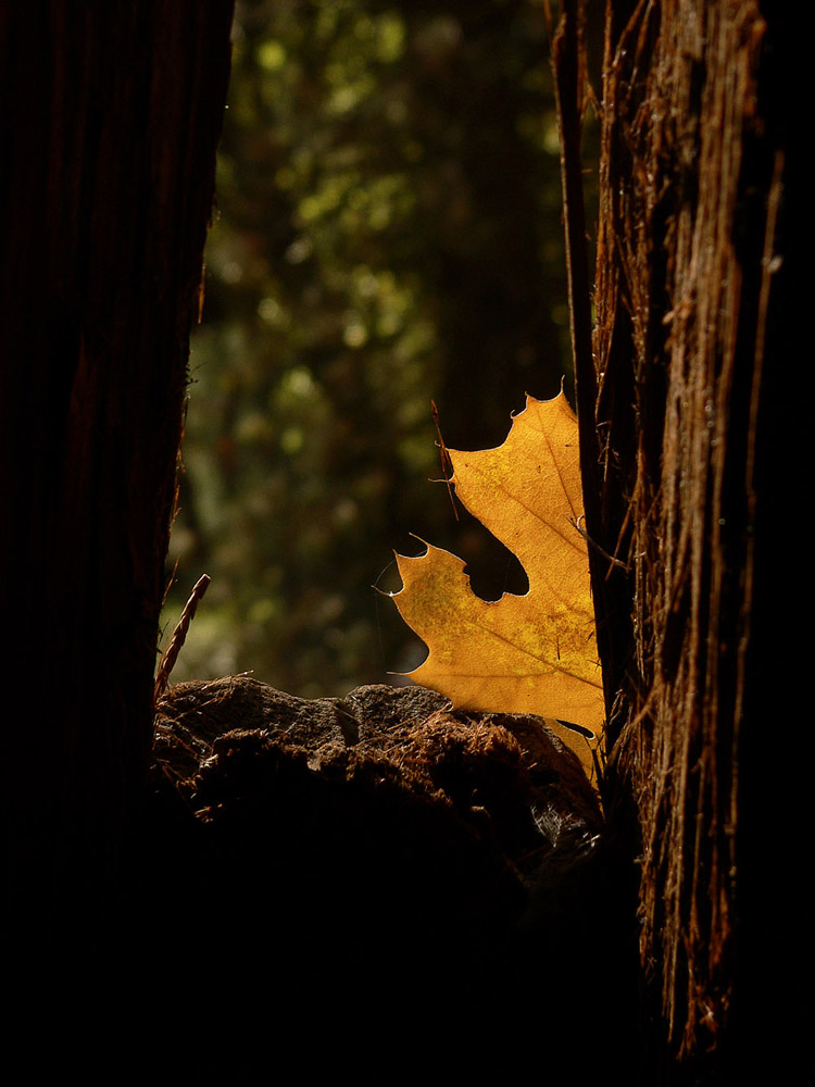 Fall Leaf, Yosemite National Park, California, 2004