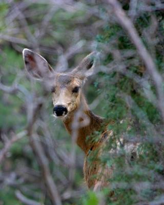 IMG_7077.jpg