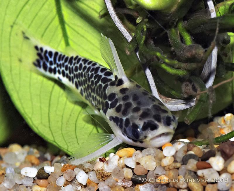 Tatia perugiae