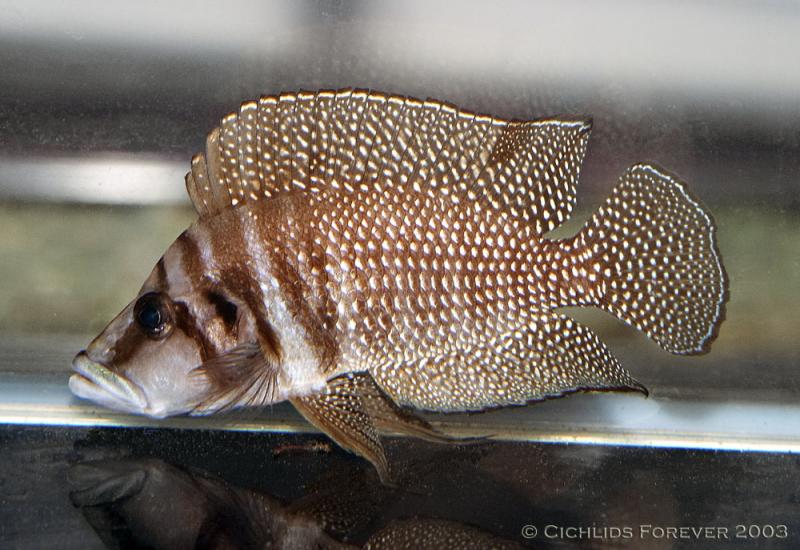 Altolamprologus calvus White01m.jpg