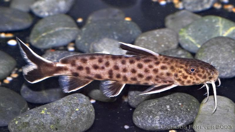 Synodontis petricola