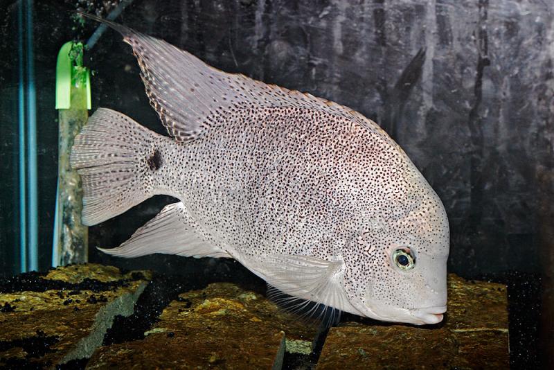 Vieja argentea