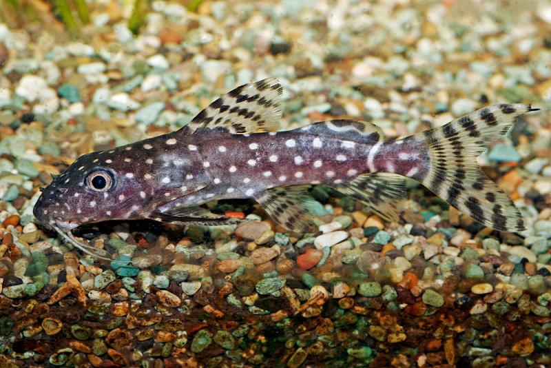 Synodontis angelica