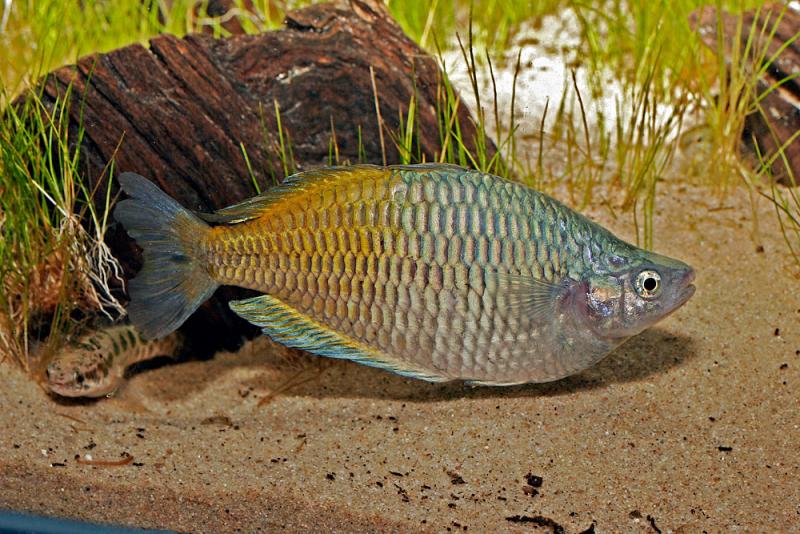 Melanotaenia Bosemani