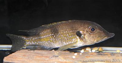 Gnathochromis permaxilaris