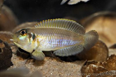 Lamprologus ocellatus