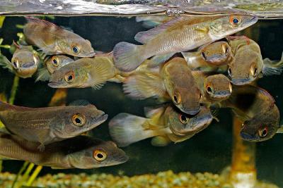 Pike cichlids