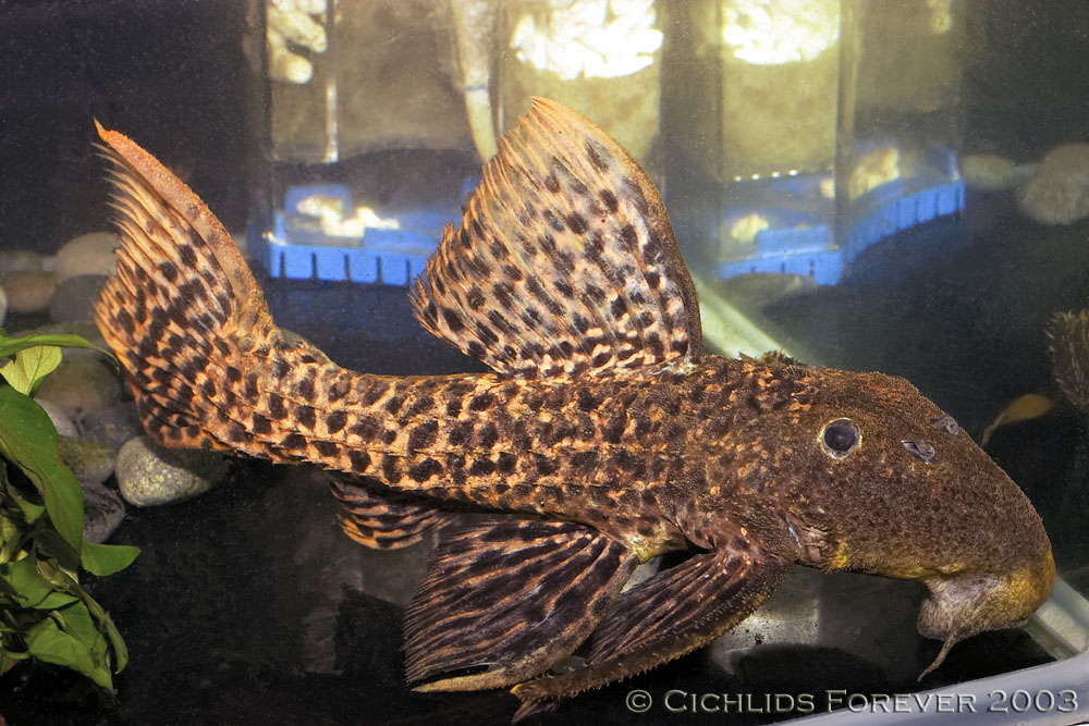 Gold Titanic Pleco